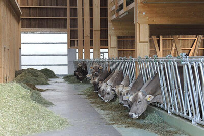 New stable Inglin, Sattel SZ