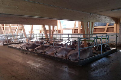 New stable Inglin, Sattel SZ