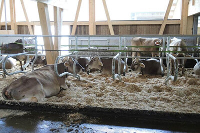 New stable Inglin, Sattel SZ